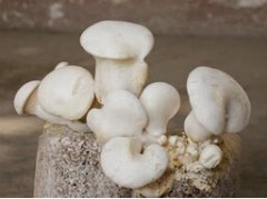 白灵菇可以养胃生津补益提气