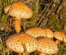 食药兼用的黄伞蘑菇